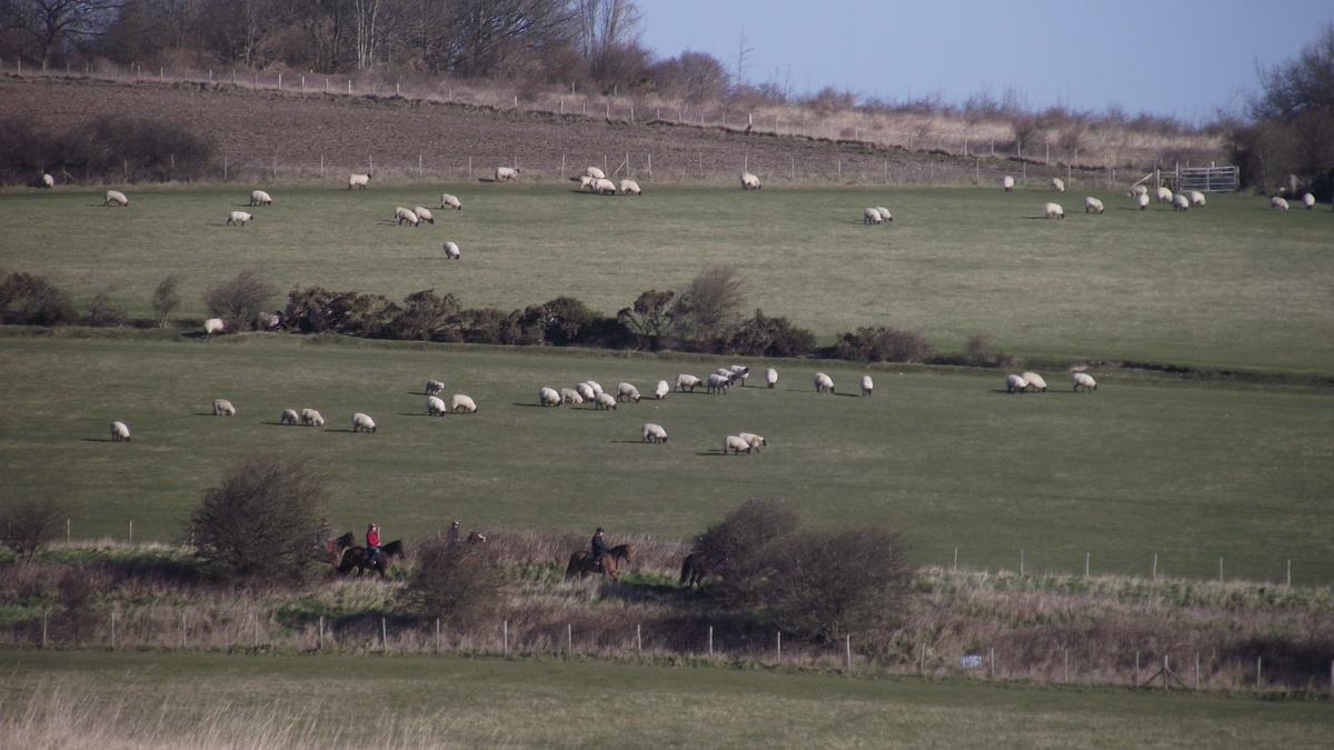 Sheep and horses